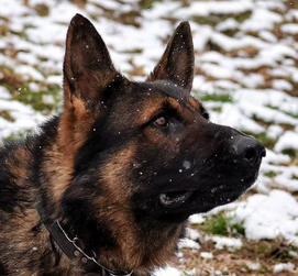 Dark German Shepherd shown with a wide face and downturned nose