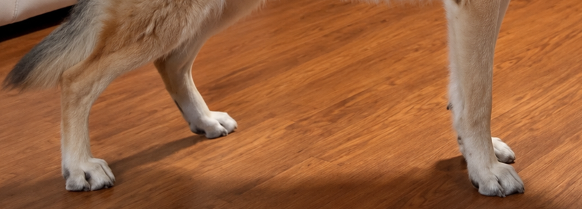 Shepherd standing on square, broad paws with sound ground contact