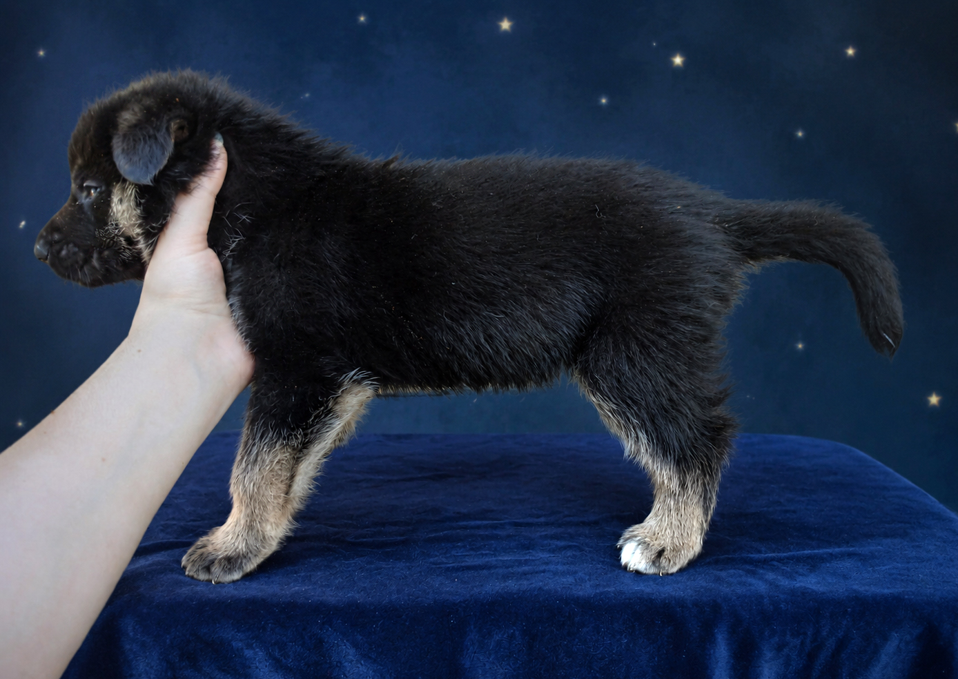 Photo placeholder for puppy B1
