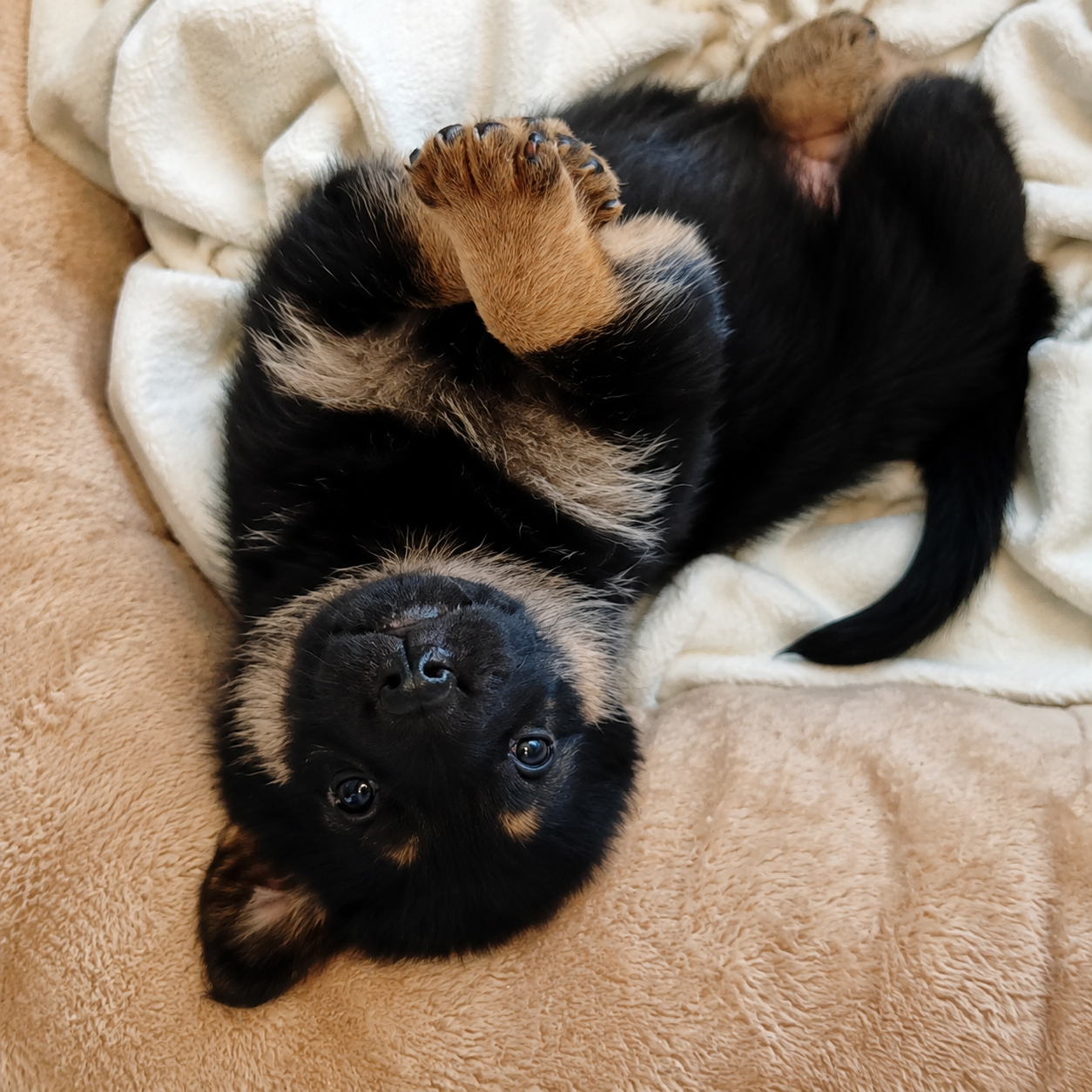 Main photo placeholder for puppy B2