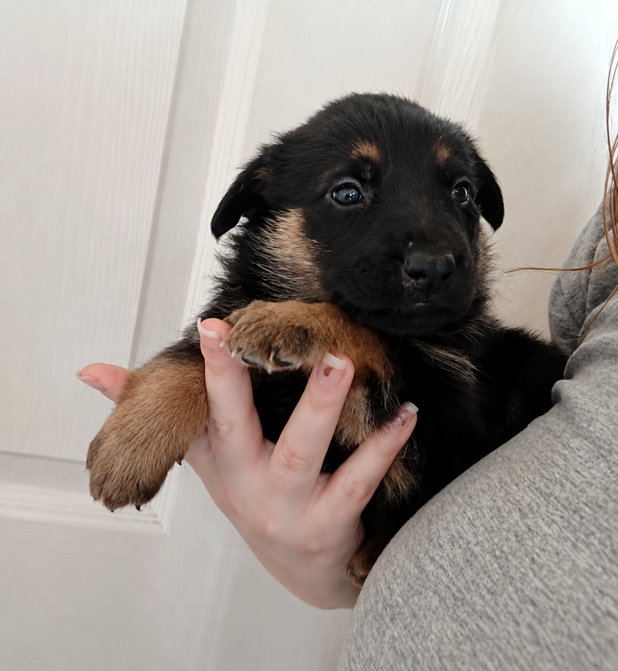 First additional photo placeholder for puppy B2