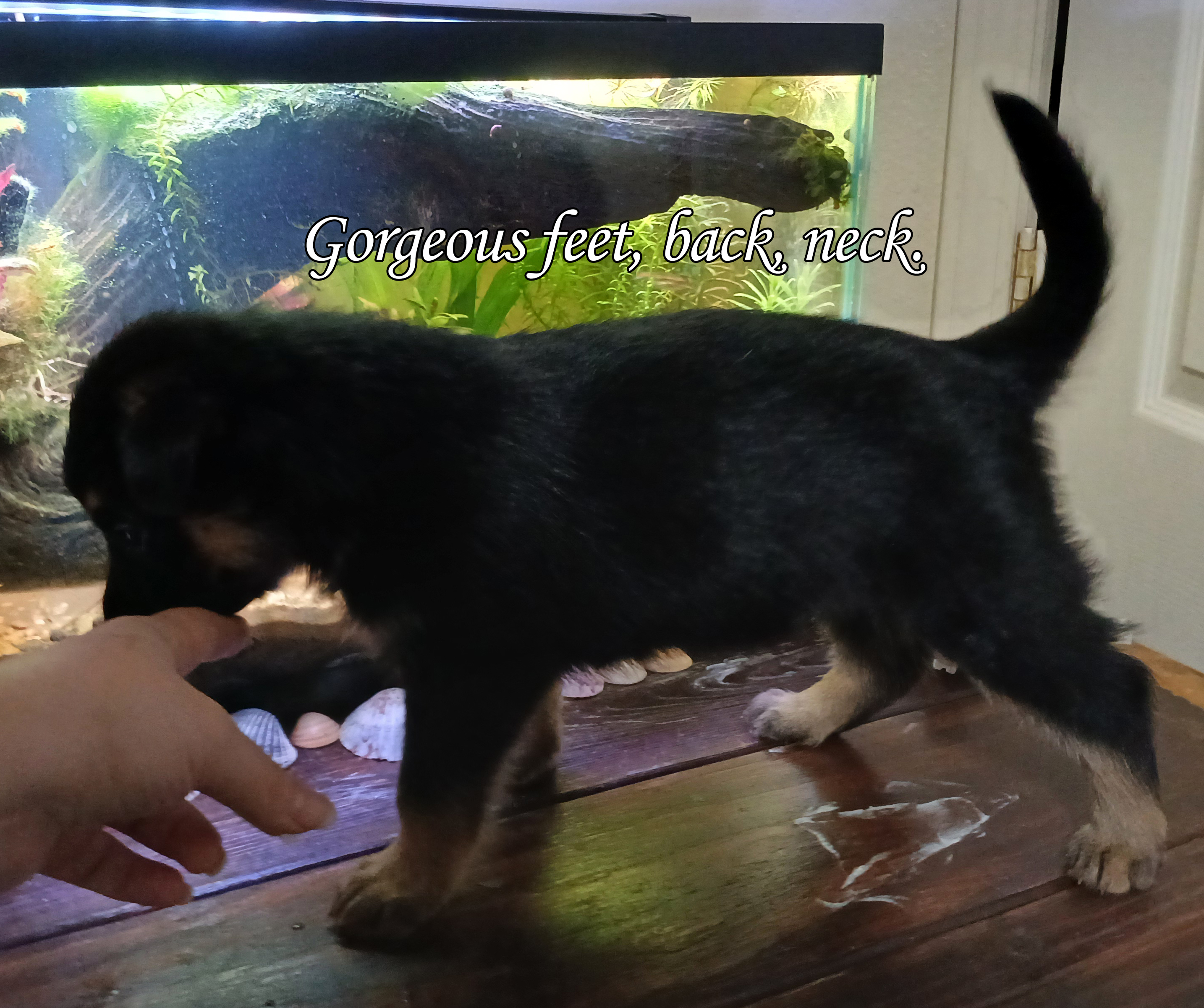 Second additional photo placeholder for puppy B2
