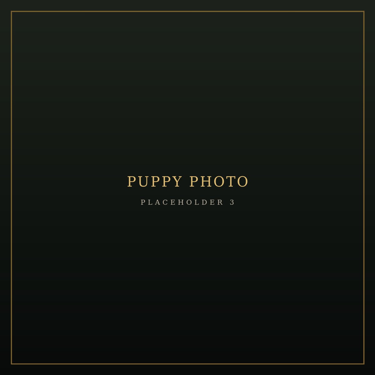 Third additional photo placeholder for puppy B2