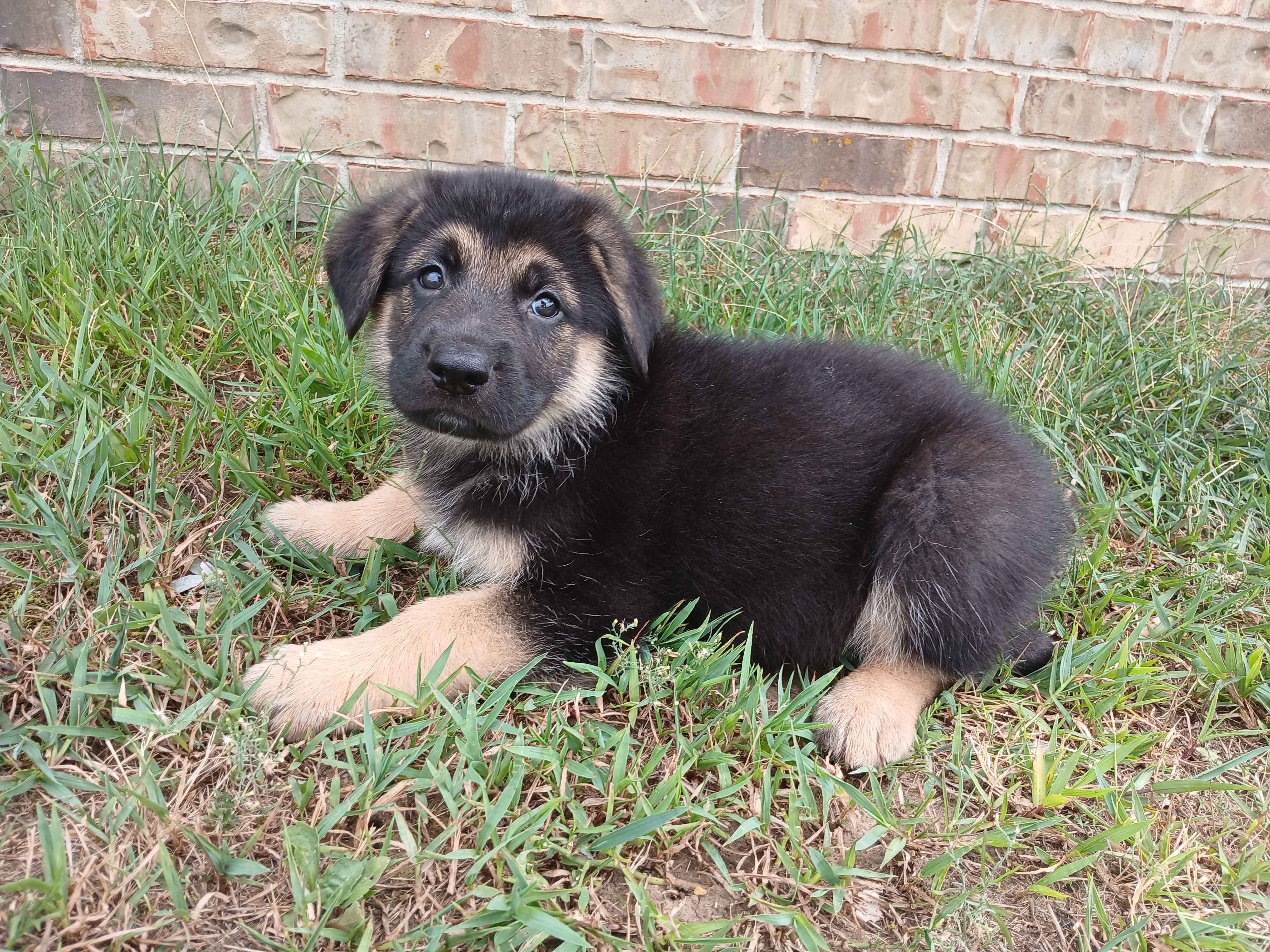 Main photo placeholder for puppy B3