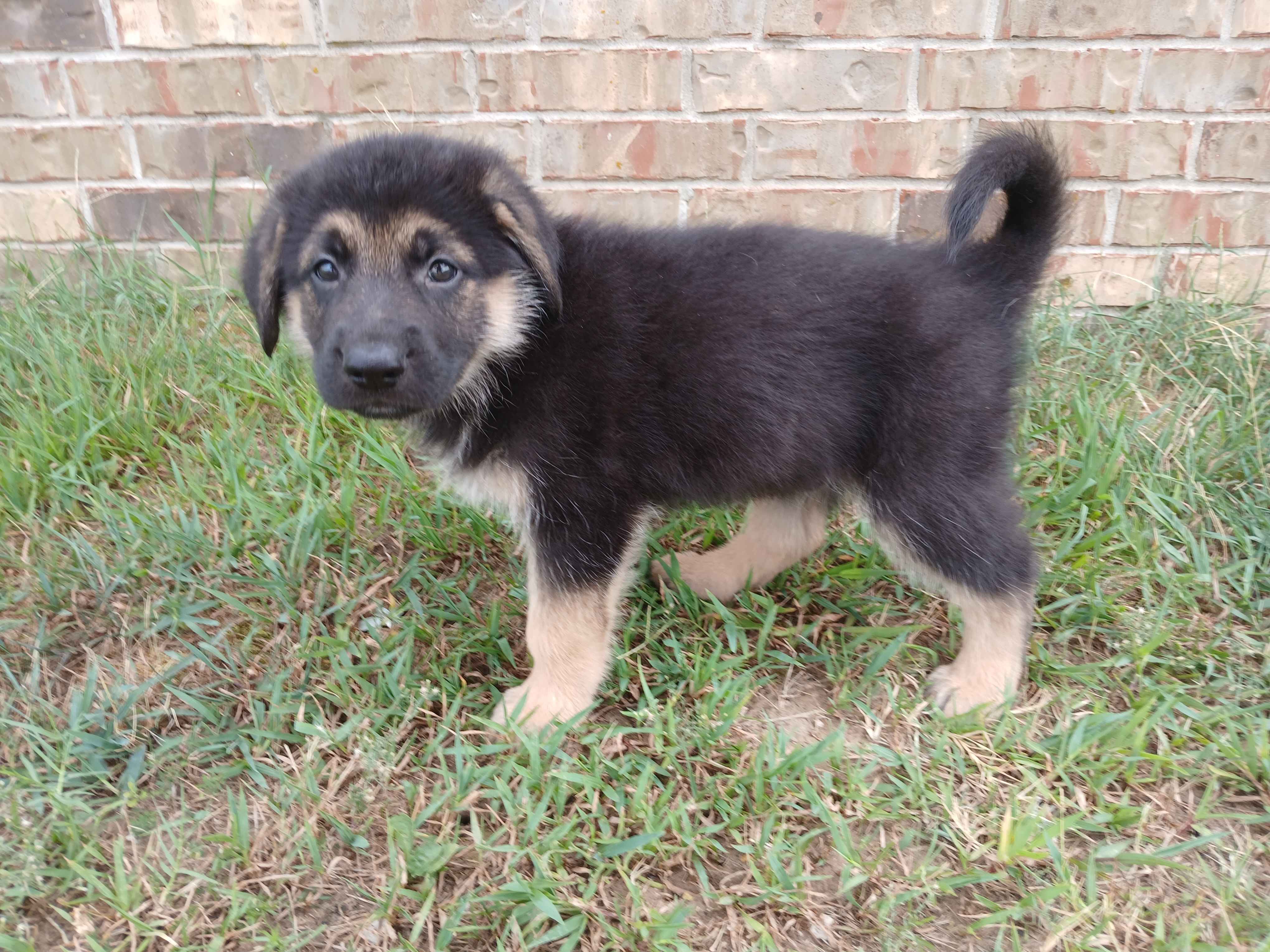 First additional photo placeholder for puppy B3