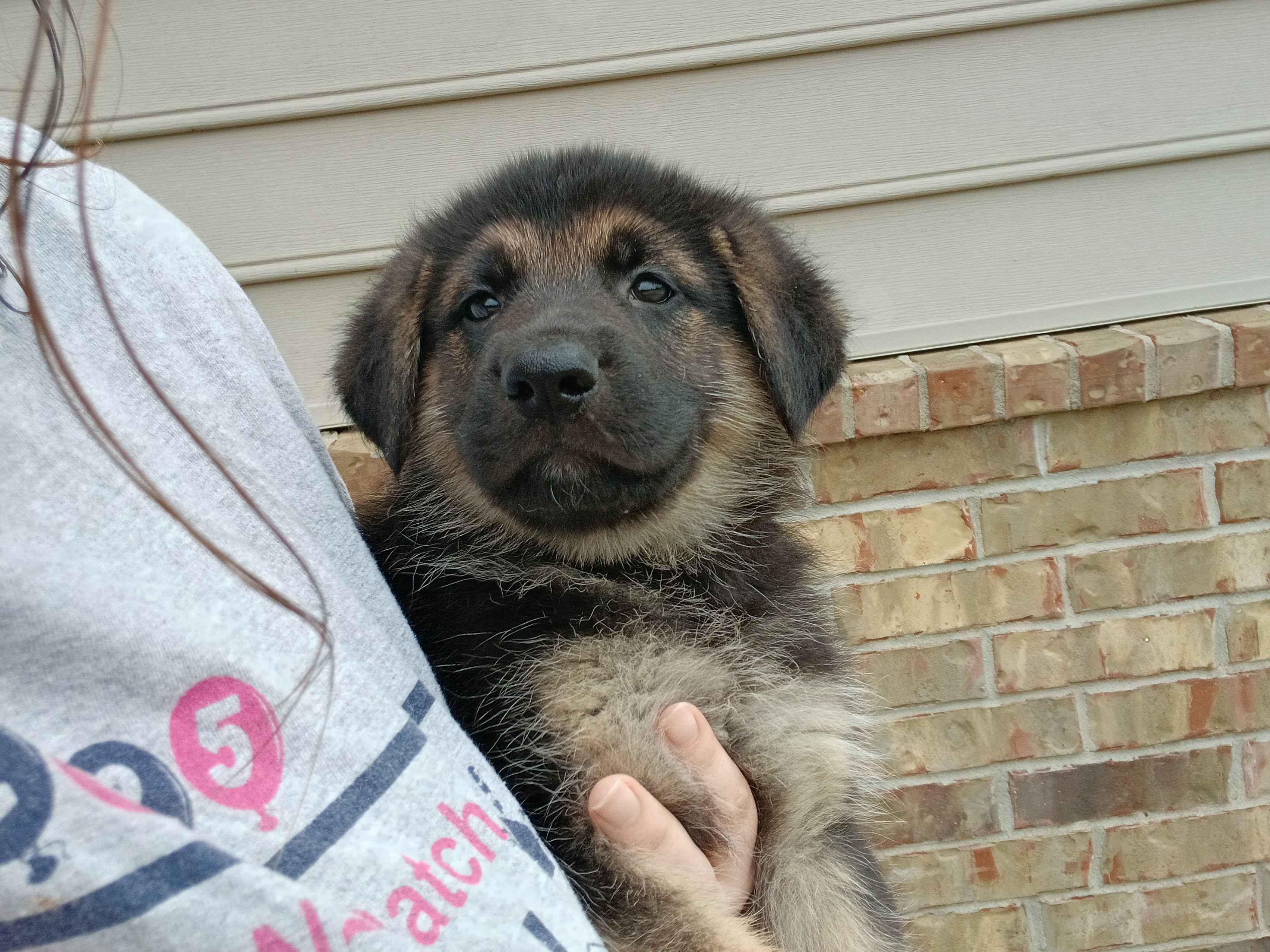 Second additional photo placeholder for puppy B3