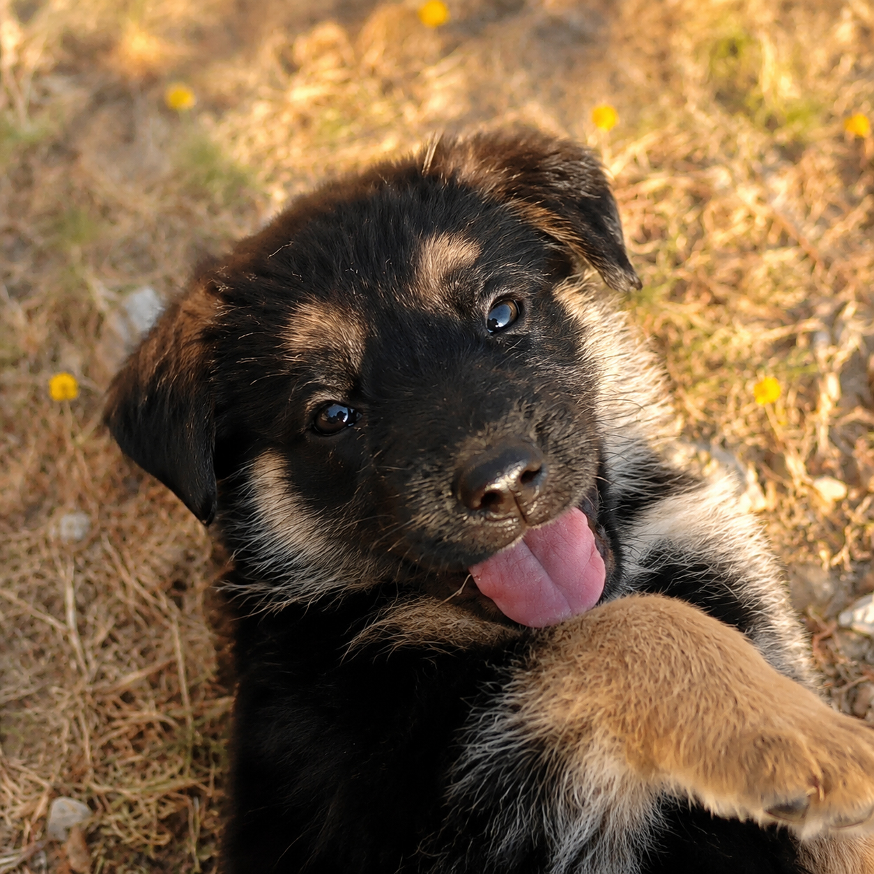 Main photo placeholder for puppy B4