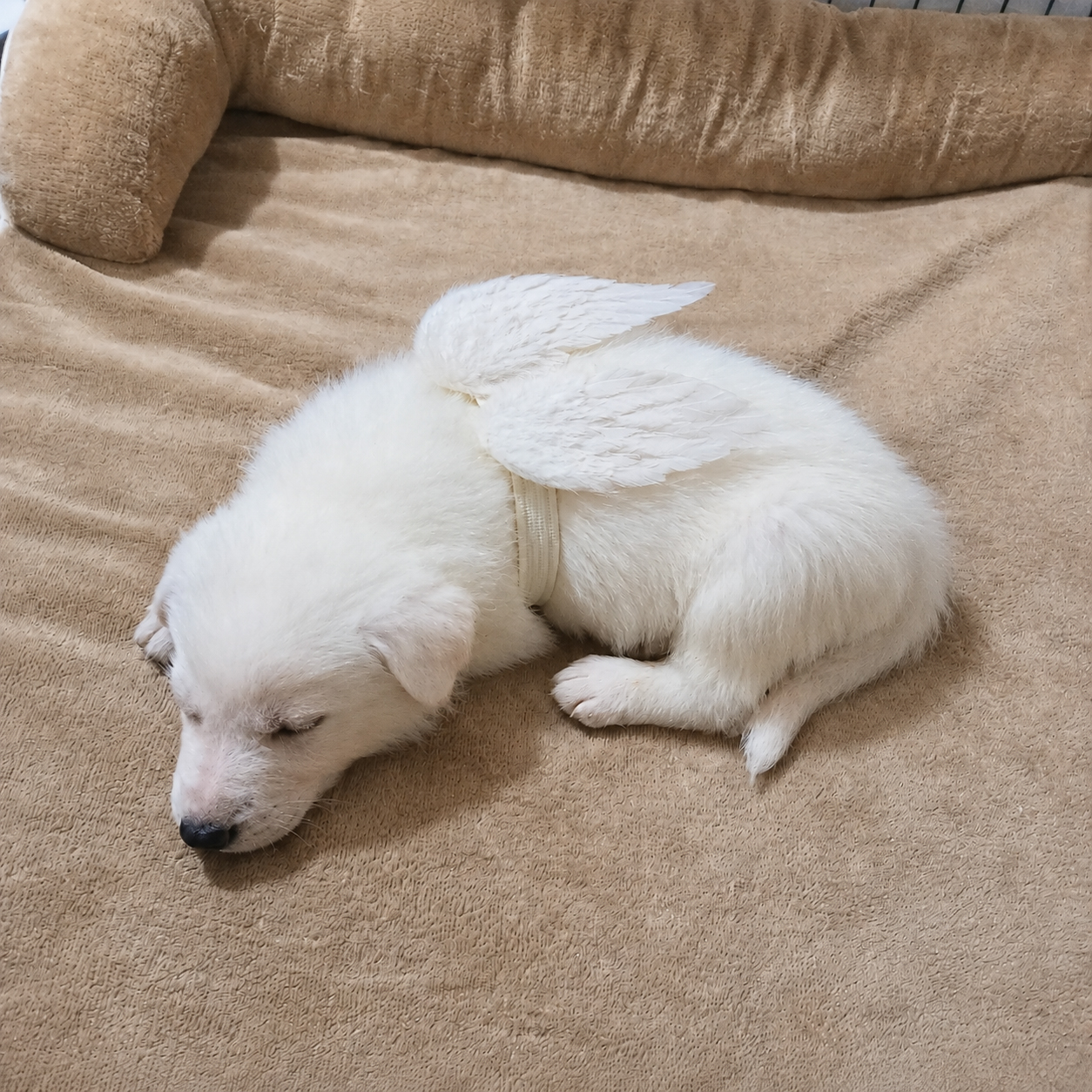 Main photo placeholder for puppy W1