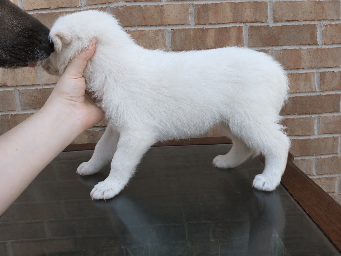 First additional photo placeholder for puppy W1