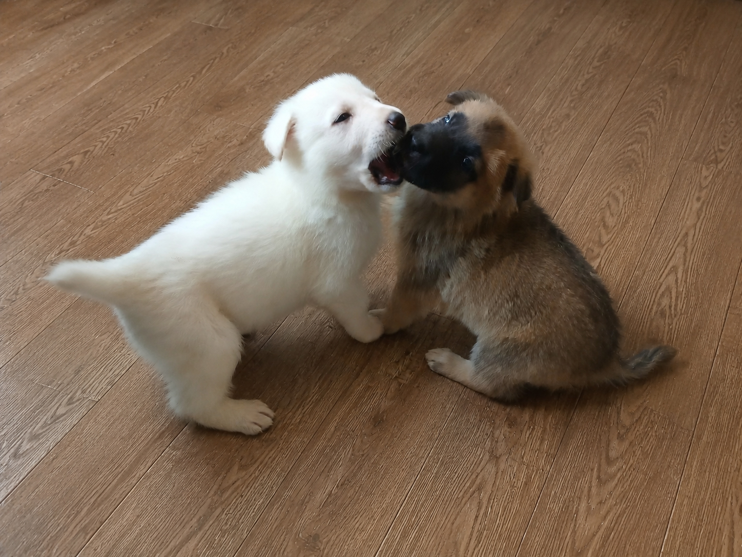Second additional photo placeholder for puppy W1