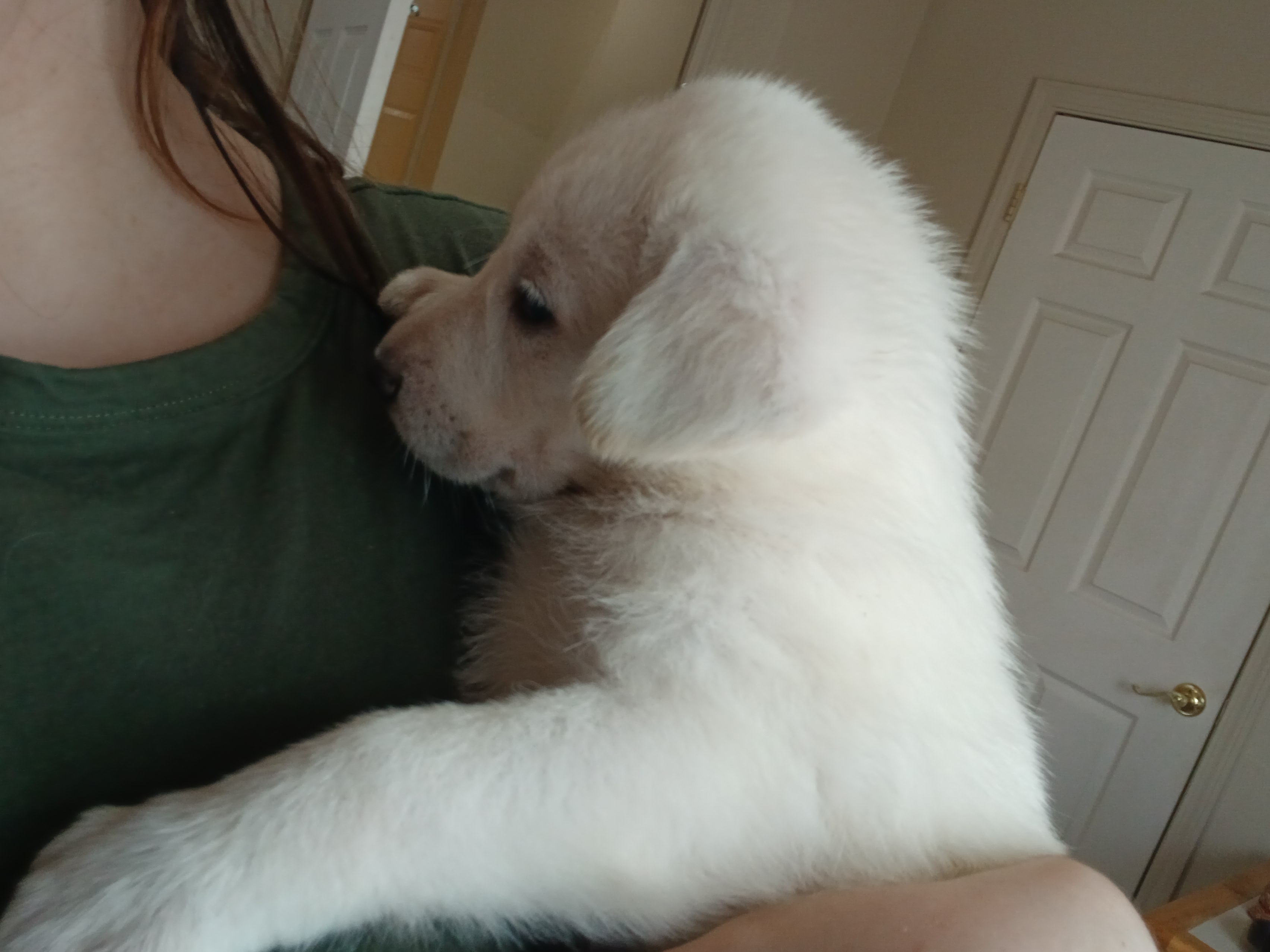 Third additional photo placeholder for puppy W1