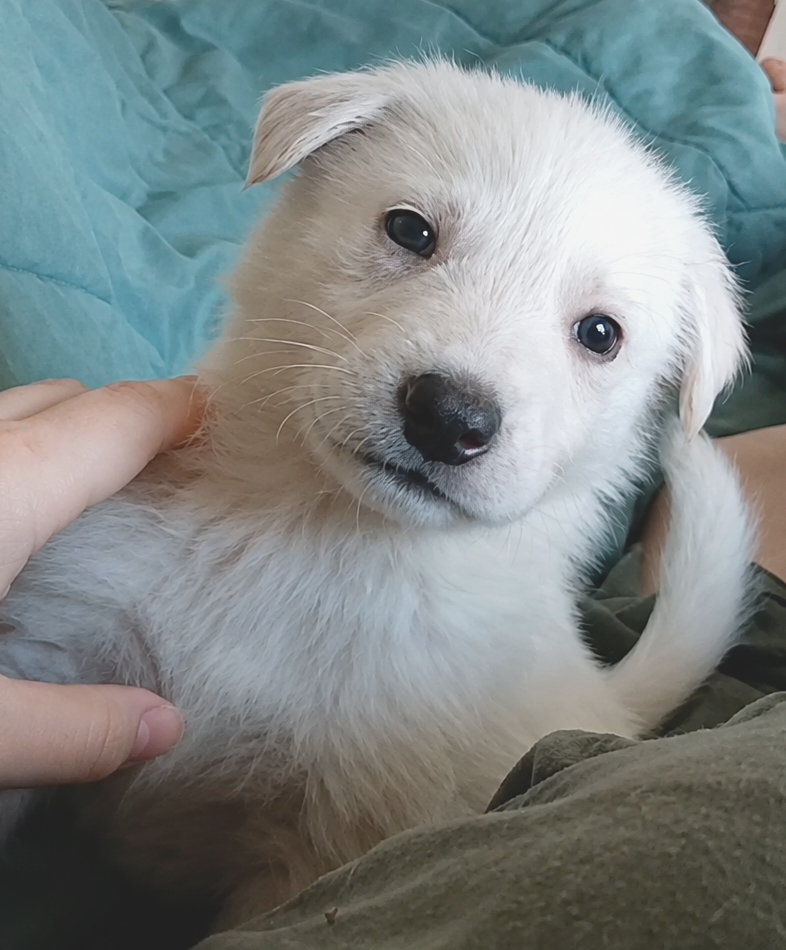 Main photo placeholder for puppy W2