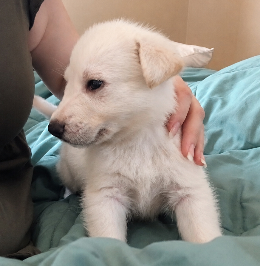 First additional photo placeholder for puppy W2