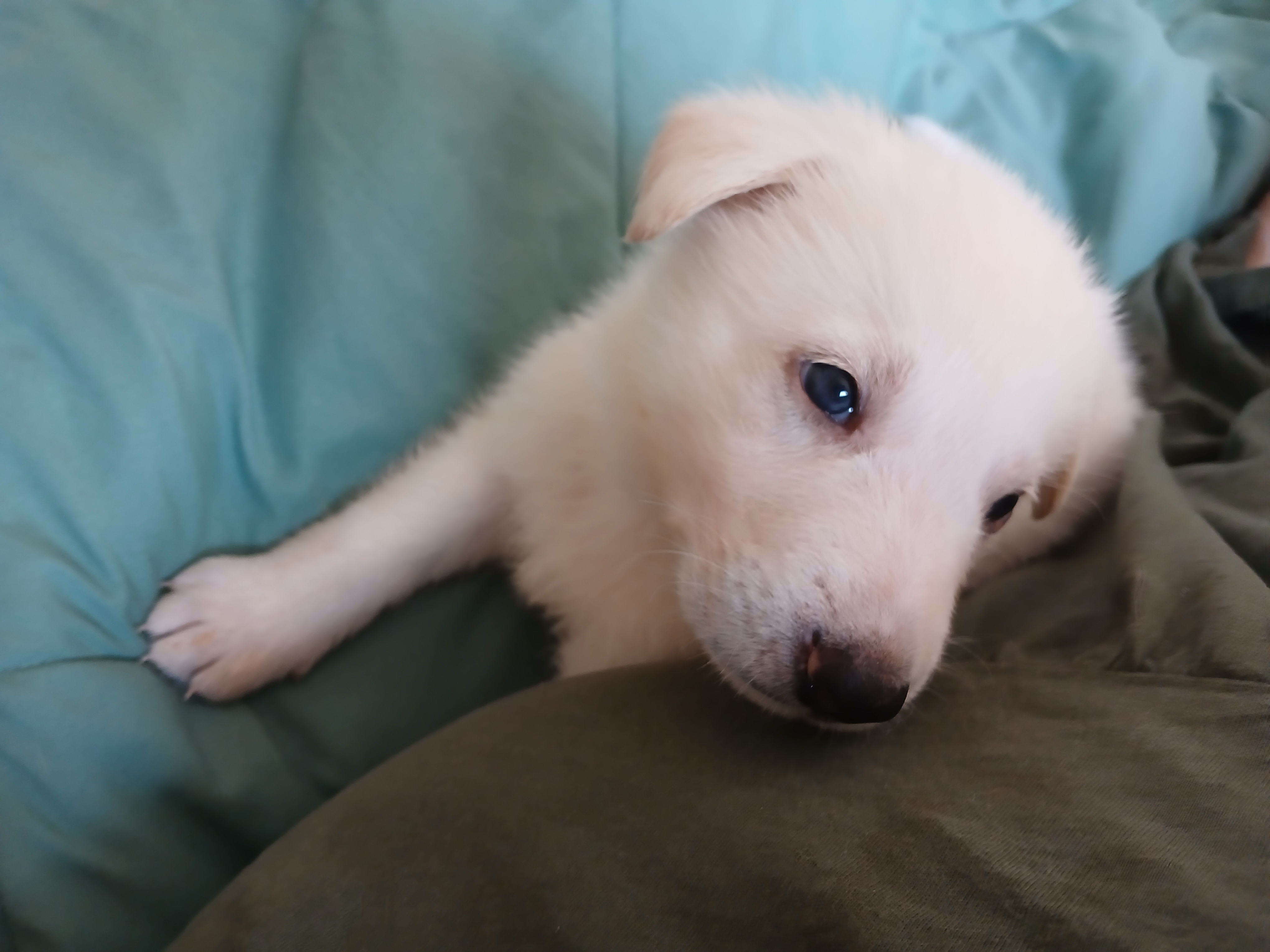 Second additional photo placeholder for puppy W2