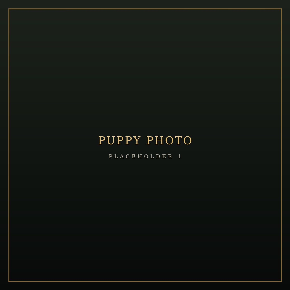 First additional photo placeholder for puppy W4