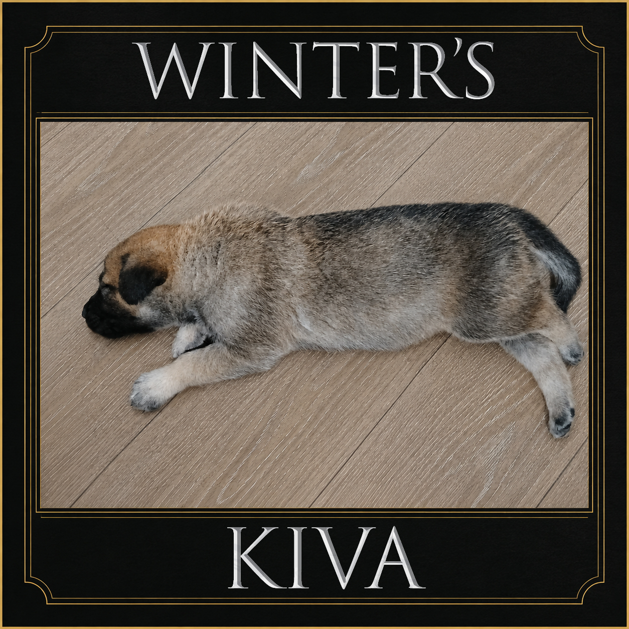 Photo placeholder for puppy WS1